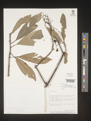 Image Associated With the Occurence