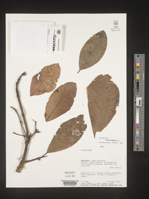 Image Associated With the Occurence