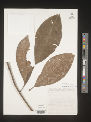 Image Associated With the Occurence