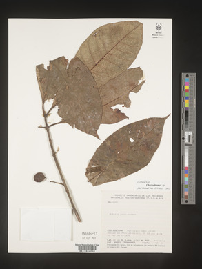 Image Associated With the Occurence