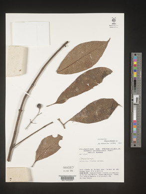 Image Associated With the Occurence