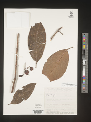 Image Associated With the Occurence