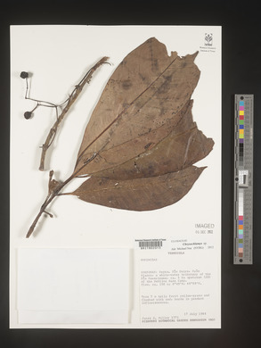 Image Associated With the Occurence
