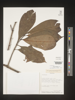 Image Associated With the Occurence