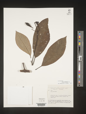 Image Associated With the Occurence