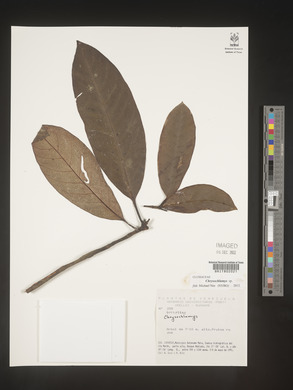 Image Associated With the Occurence