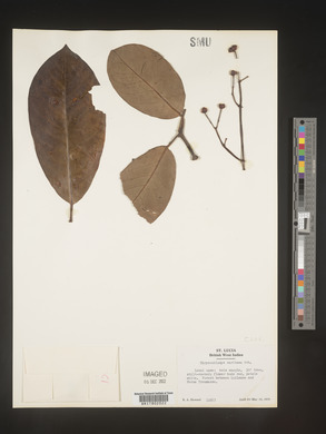 Image Associated With the Occurence