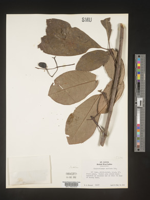 Image Associated With the Occurence