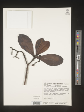 Image Associated With the Occurence