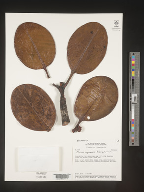 Image Associated With the Occurence