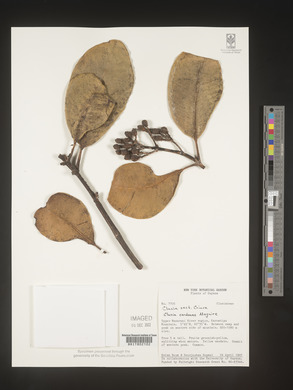Image Associated With the Occurence