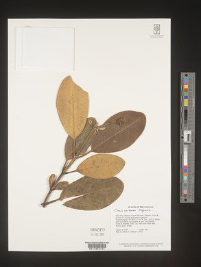 Image Associated With the Occurence