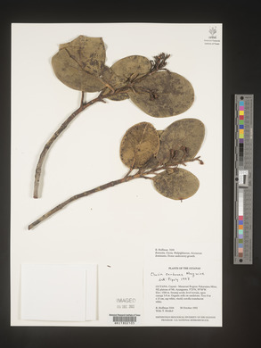 Image Associated With the Occurence