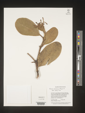 Image Associated With the Occurence