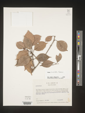 Image Associated With the Occurence