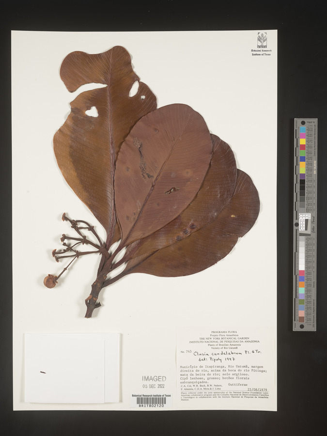 Clusia candelabrum image