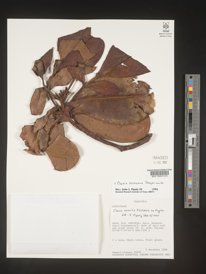 Clusia cerroana image