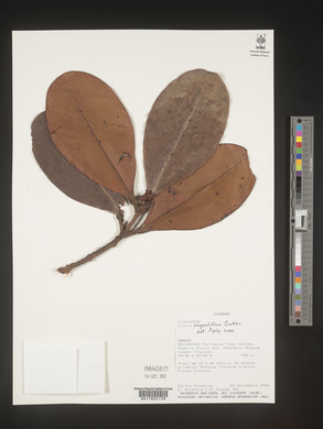 Image Associated With the Occurence