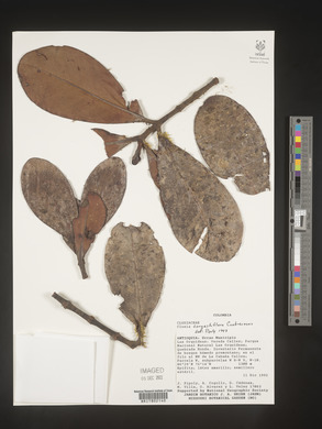 Image Associated With the Occurence