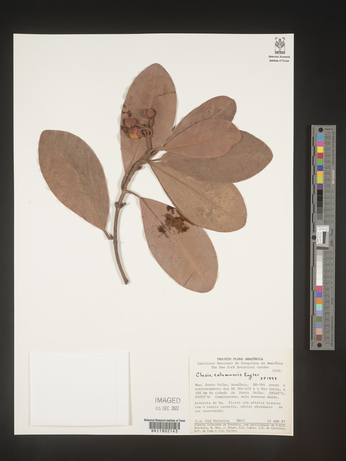 Clusia columnaris image