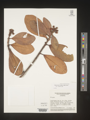 Image Associated With the Occurence
