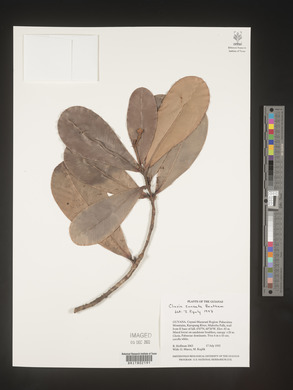 Image Associated With the Occurence