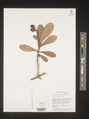 Image Associated With the Occurence