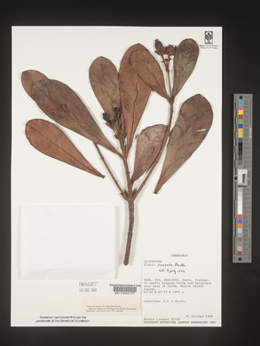 Image Associated With the Occurence