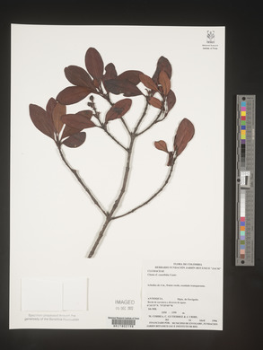 Image Associated With the Occurence