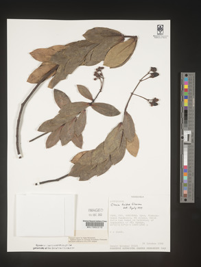 Image Associated With the Occurence