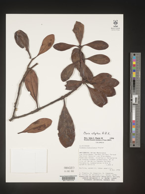 Clusia elliptica image