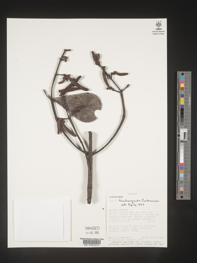 Clusia fructiangusta image