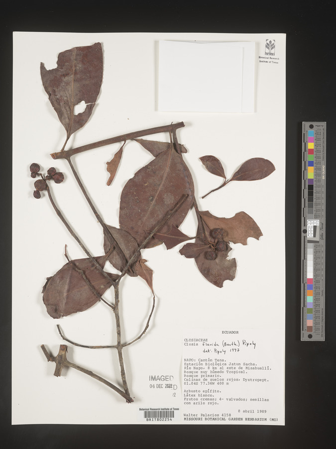 Clusia flavida image