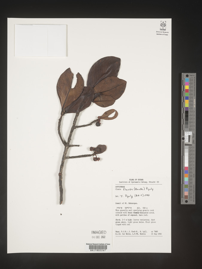 Clusia flavida image