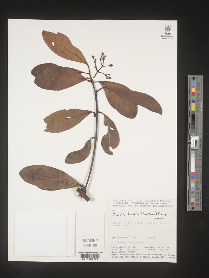 Clusia flavida image