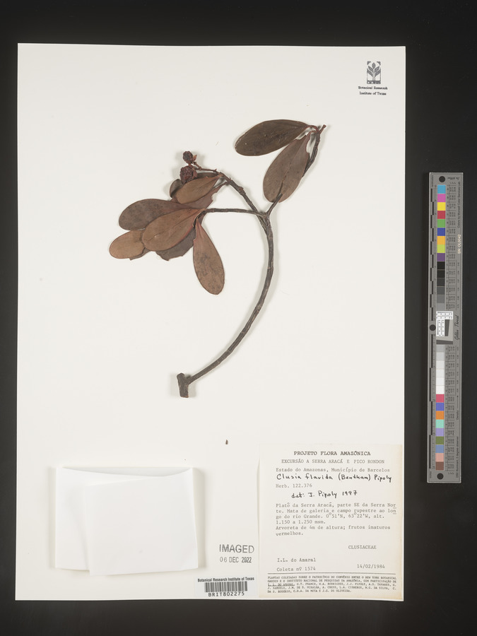 Clusia flavida image