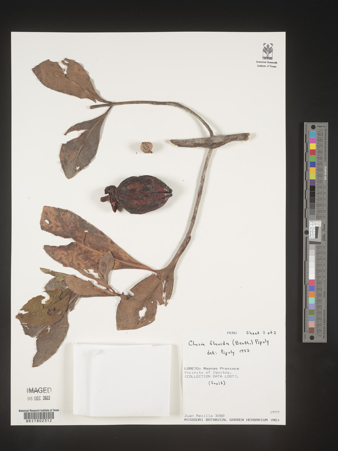 Clusia flavida image