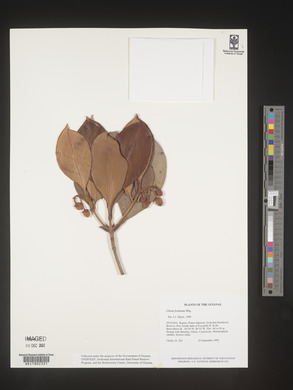Image Associated With the Occurence