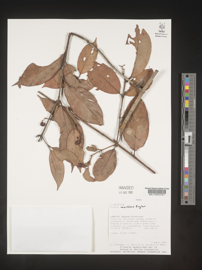 Clusia hammeliana image