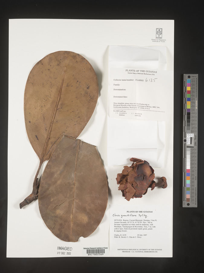 Clusia grandiflora image