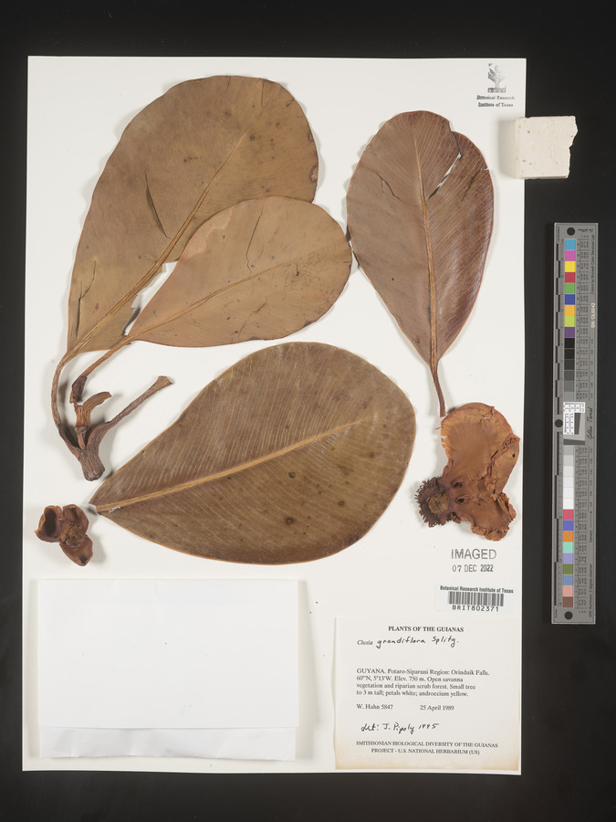 Clusia grandiflora image