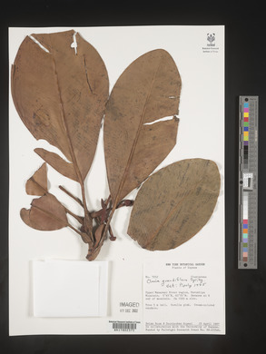 Clusia grandiflora image