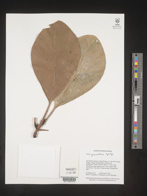 Clusia grandiflora image