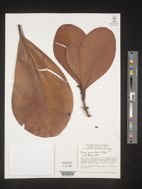 Clusia grandiflora image