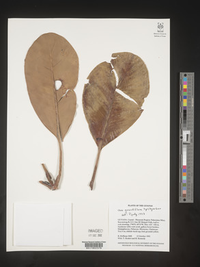 Media resource of Clusia grandiflora