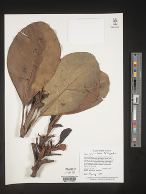 Clusia grandiflora image