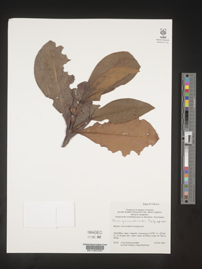 Image Associated With the Occurence