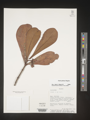Image Associated With the Occurence