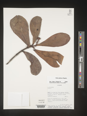 Image Associated With the Occurence