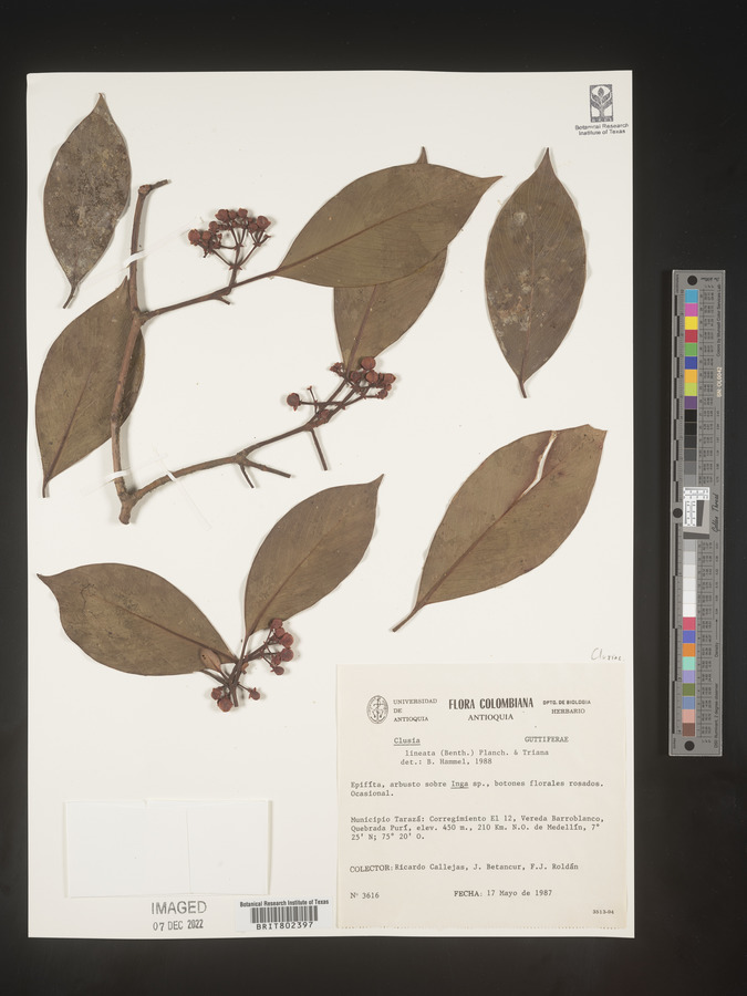 Clusia lineata image